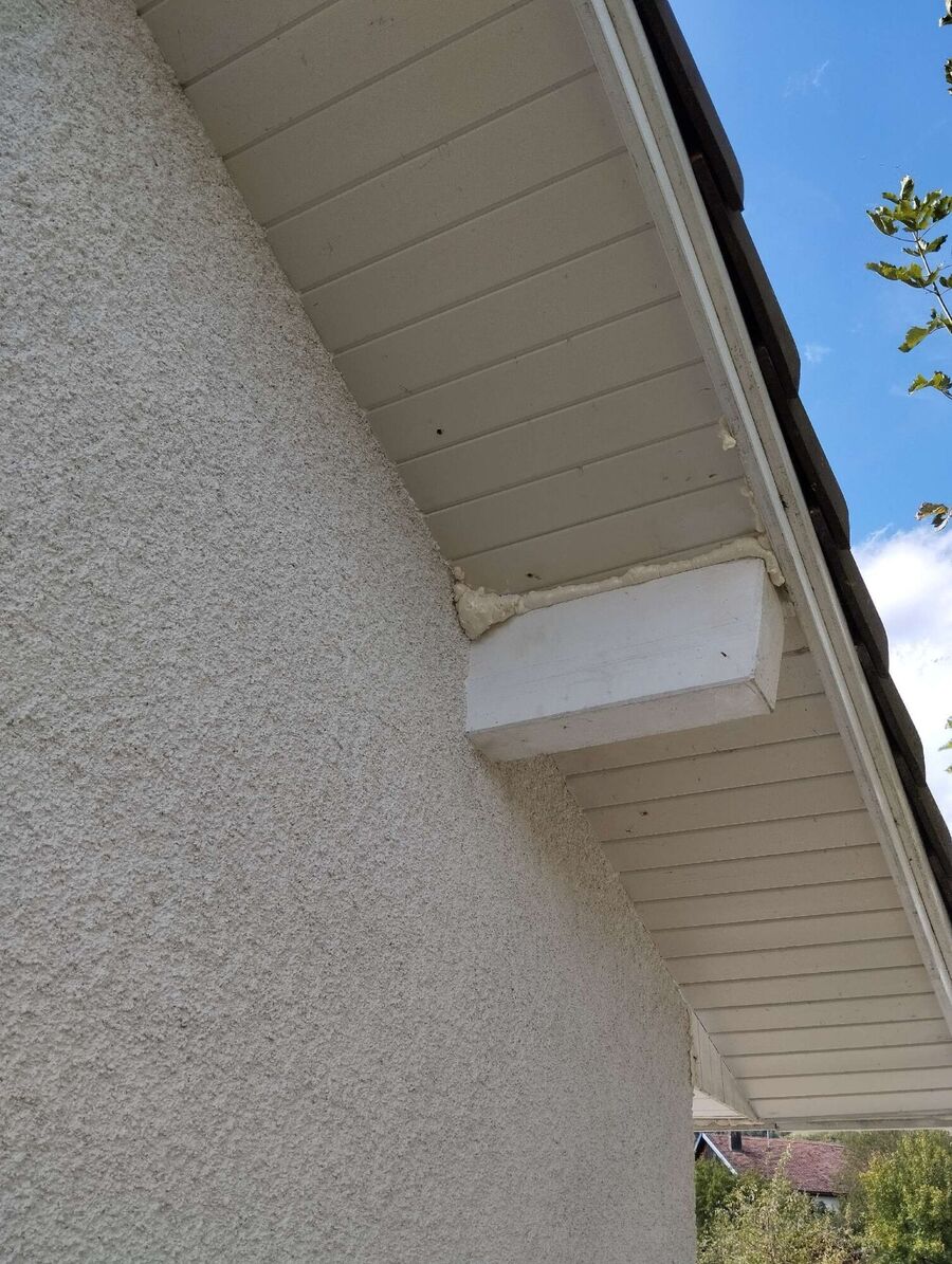 Bienen umsiedeln &  Bienennest entfernen 