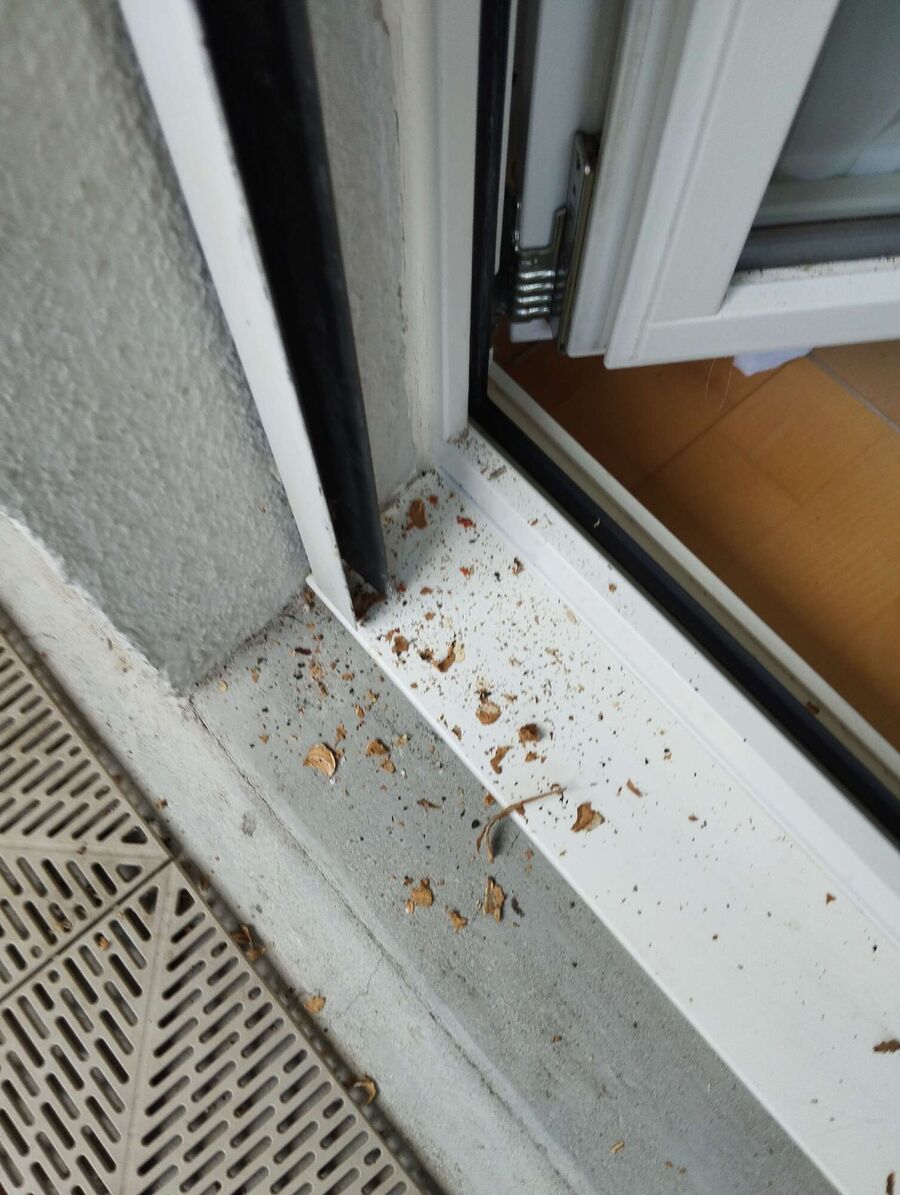 bienennest-am-haus-entfernen.jpg