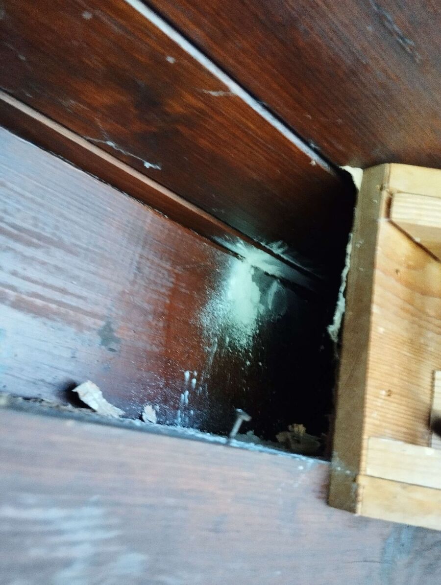 Bienen umsiedeln &  Bienennest entfernen 