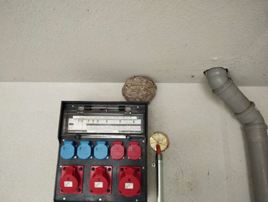  Bienennest entfernen