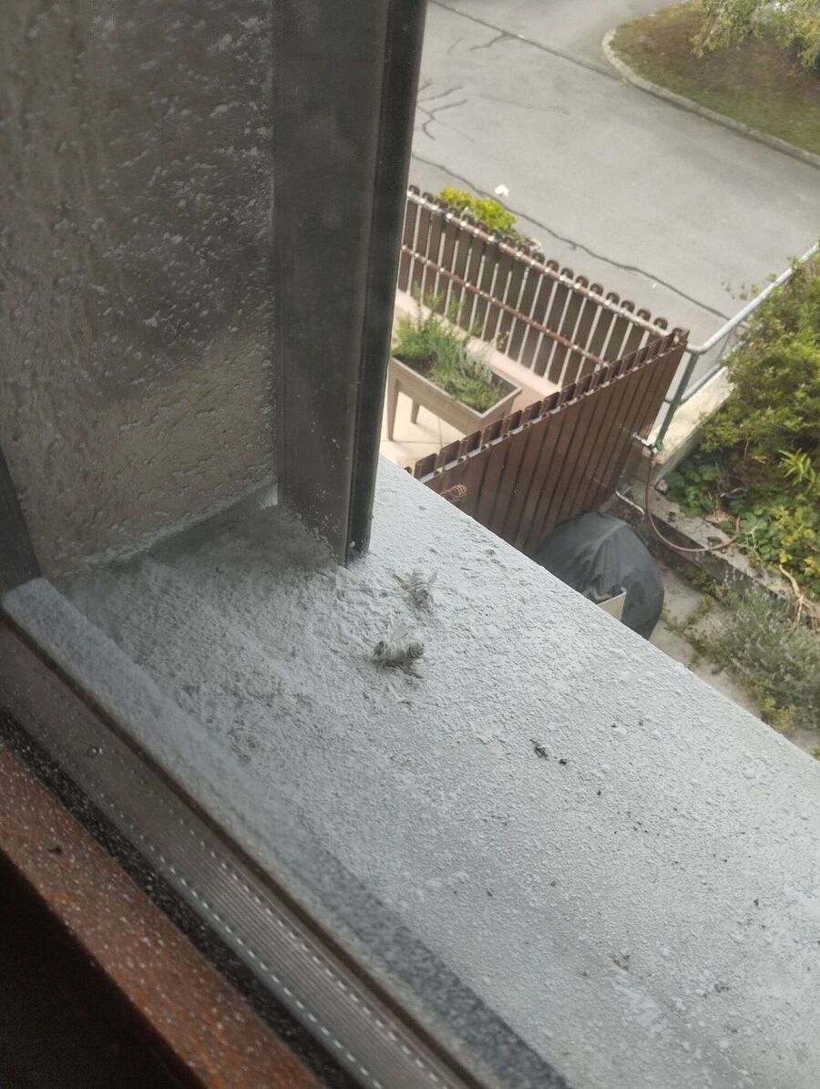  Bienennest entfernen.jpeg