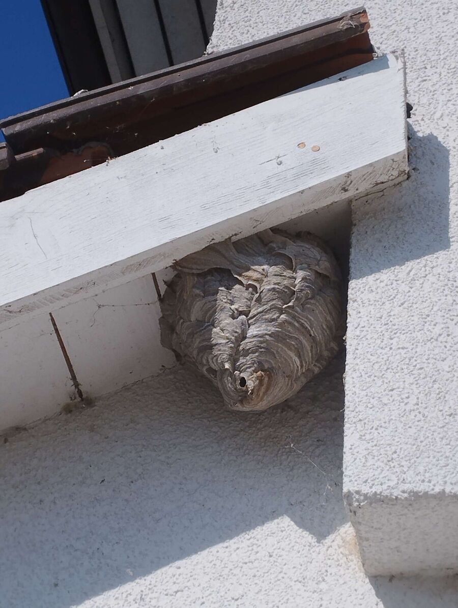 Bienen umsiedeln &  Bienennest entfernen 