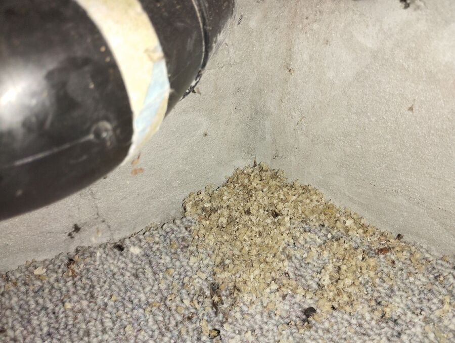  Bienennest entfernen