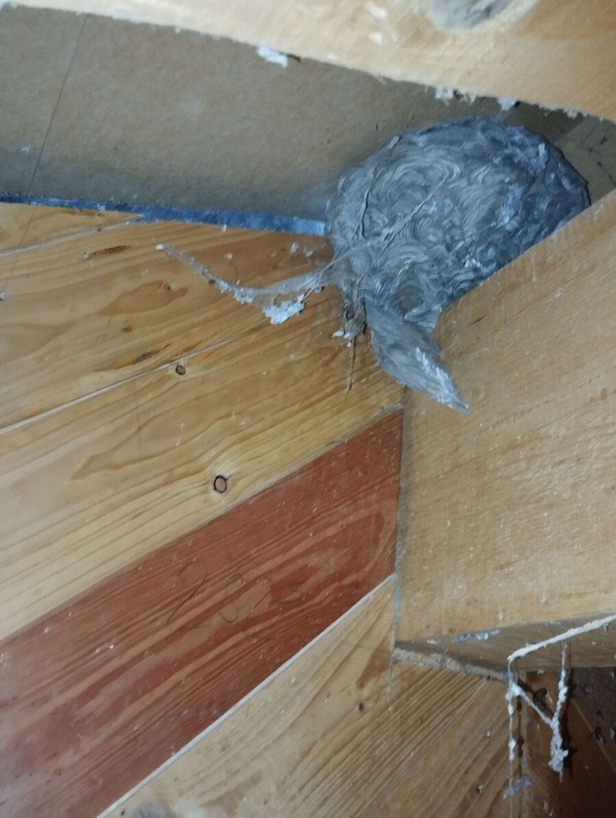  Bienennest entfernen