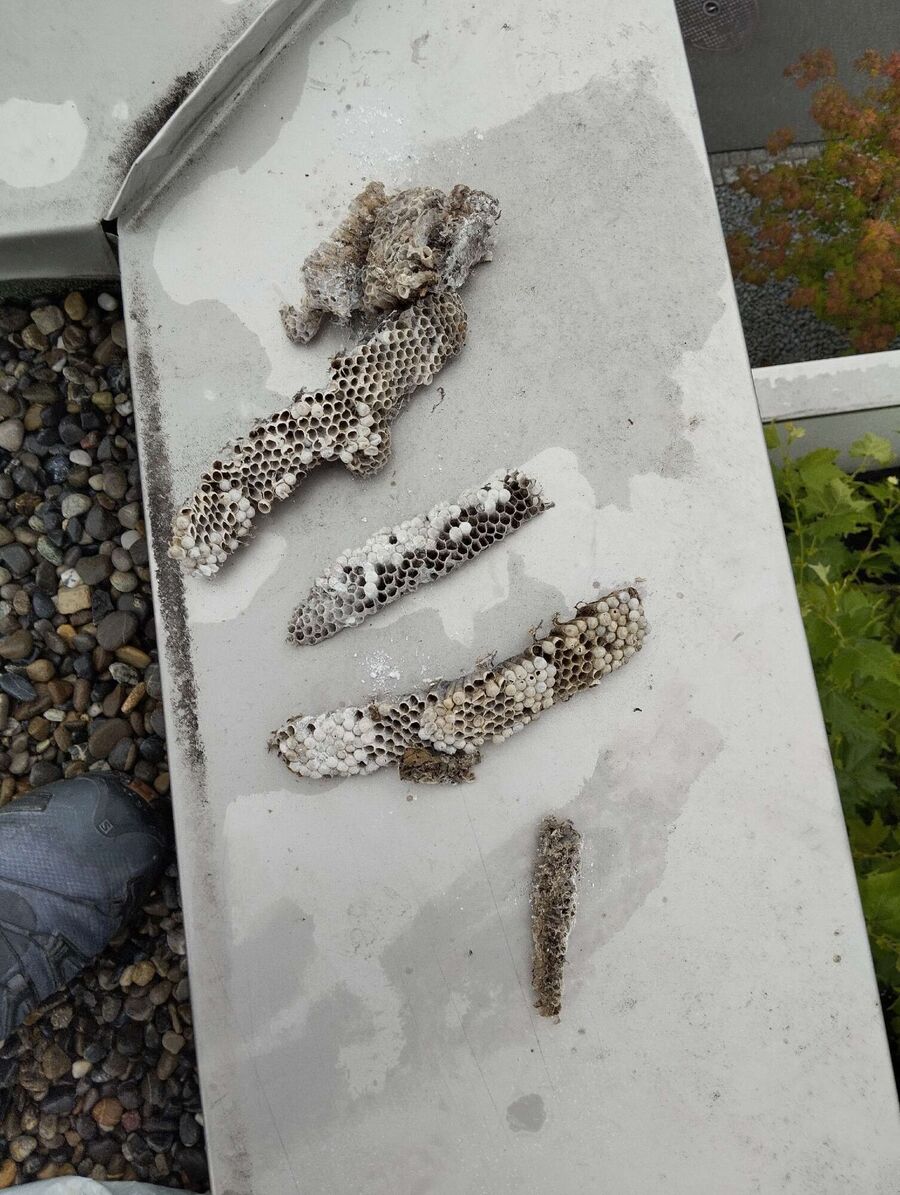 Bienen umsiedeln &  Bienennest entfernen 