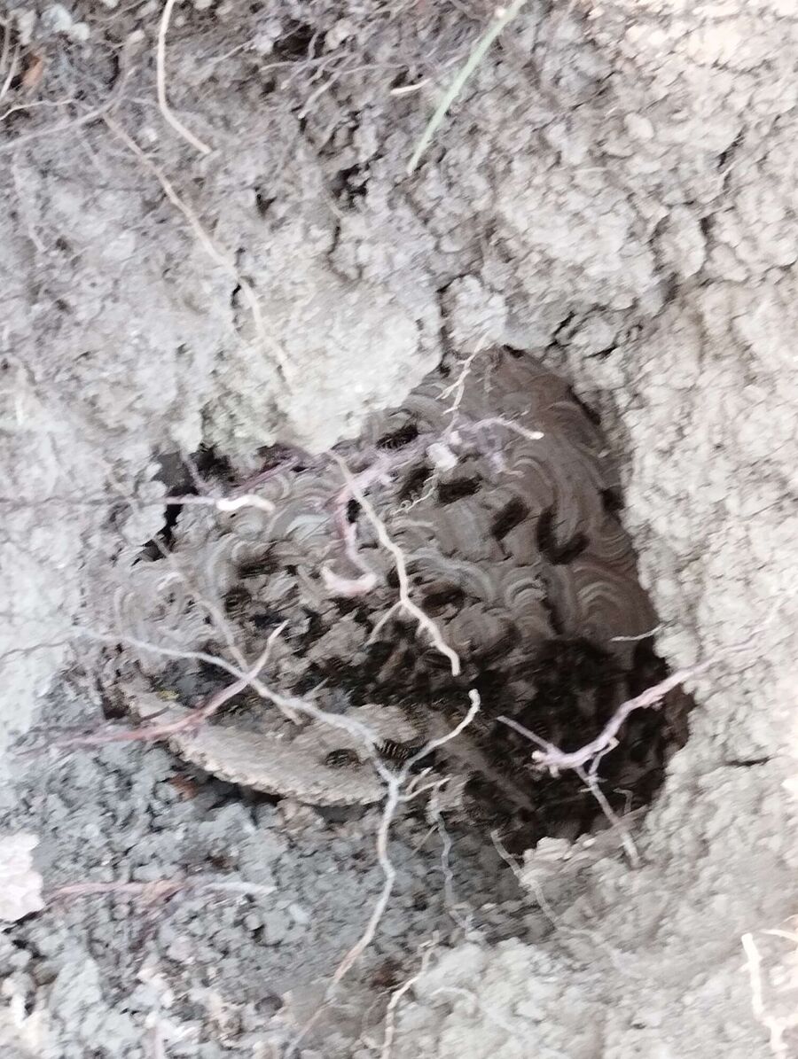  Bienennest entfernen.jpeg