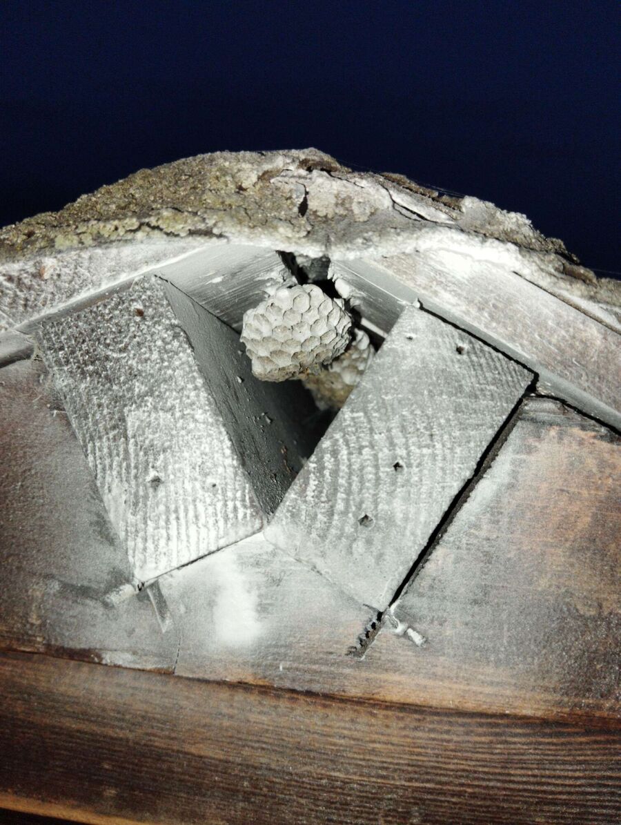  Bienennest entfernen