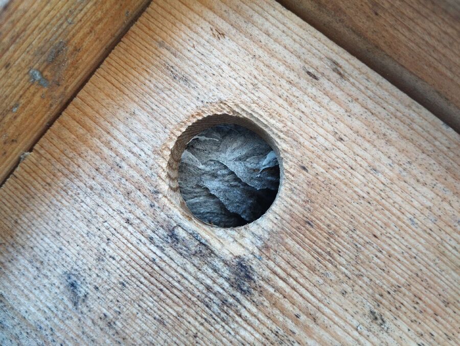  Bienennest entfernen.jpeg