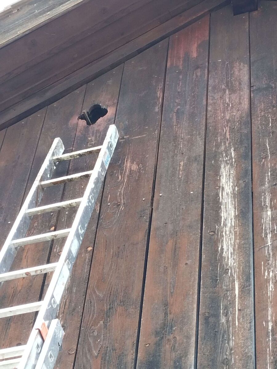  Bienennest entfernen