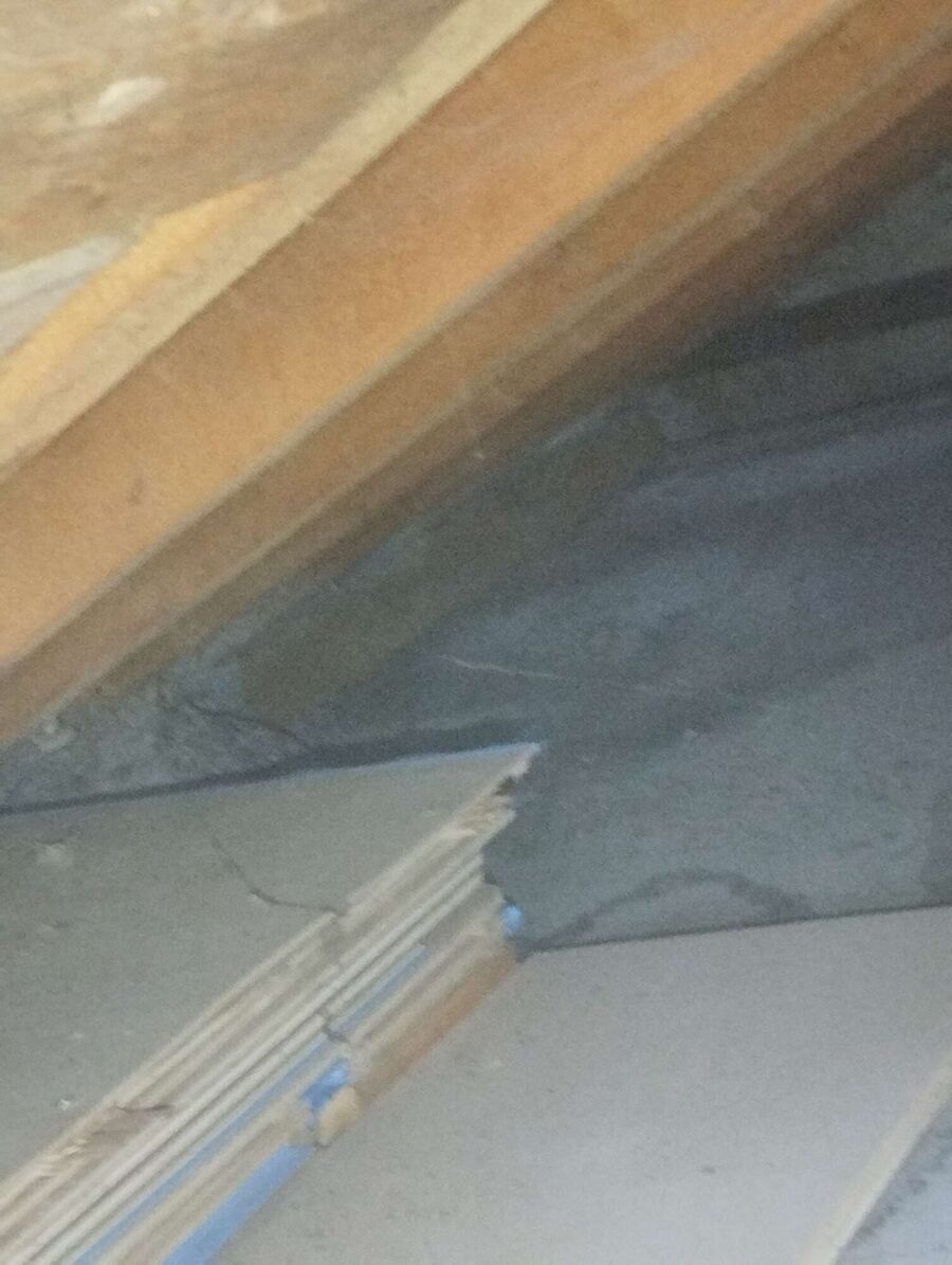 Bienen umsiedeln &  Bienennest entfernen 