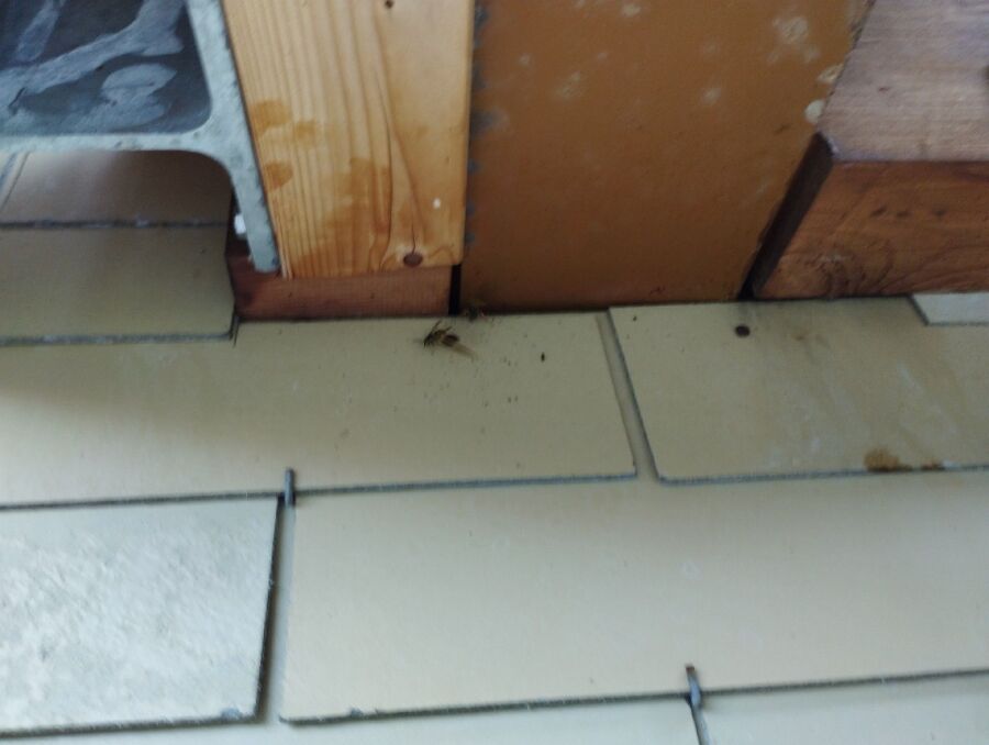  Bienennest entfernen.jpeg