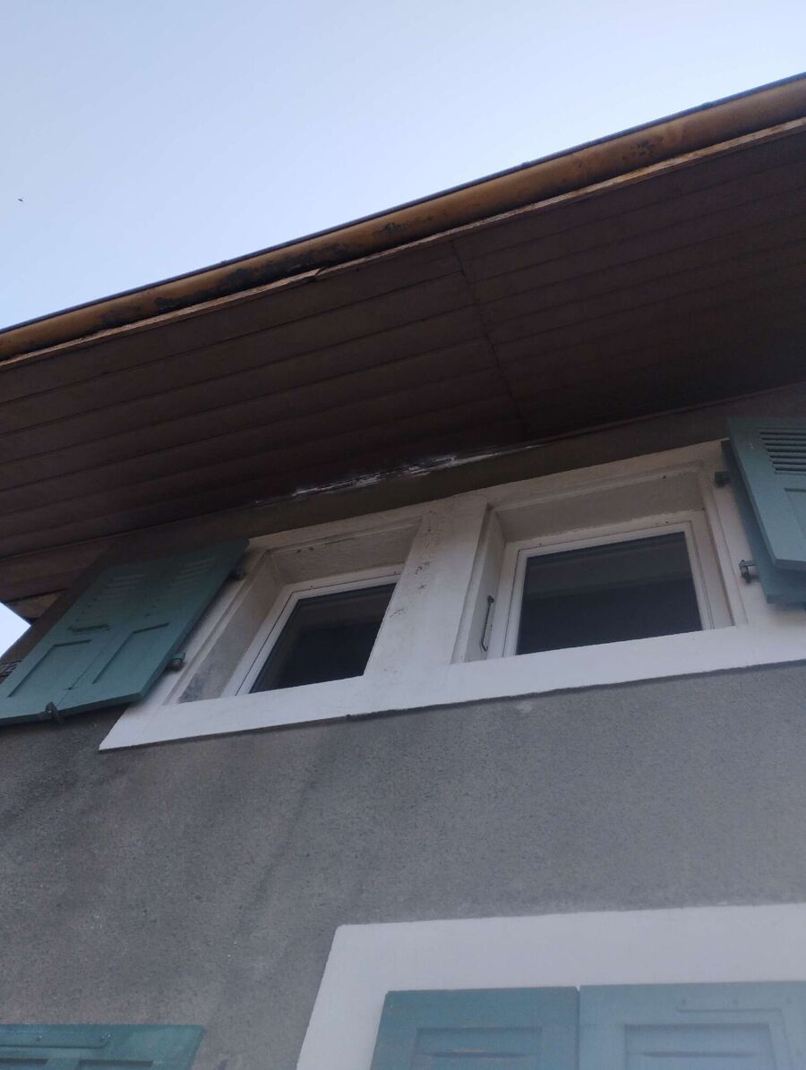  Bienennest entfernen