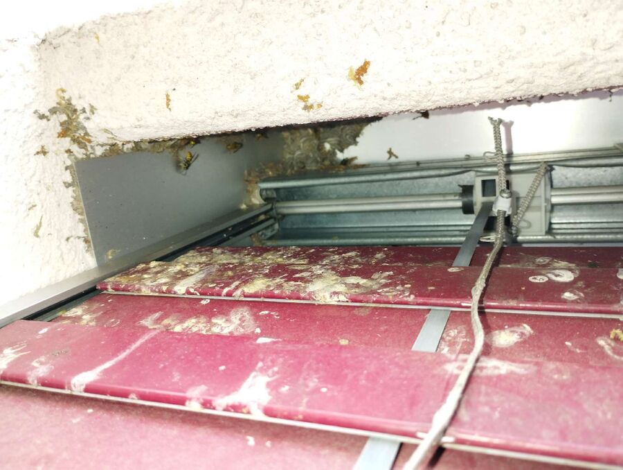  Bienennest entfernen