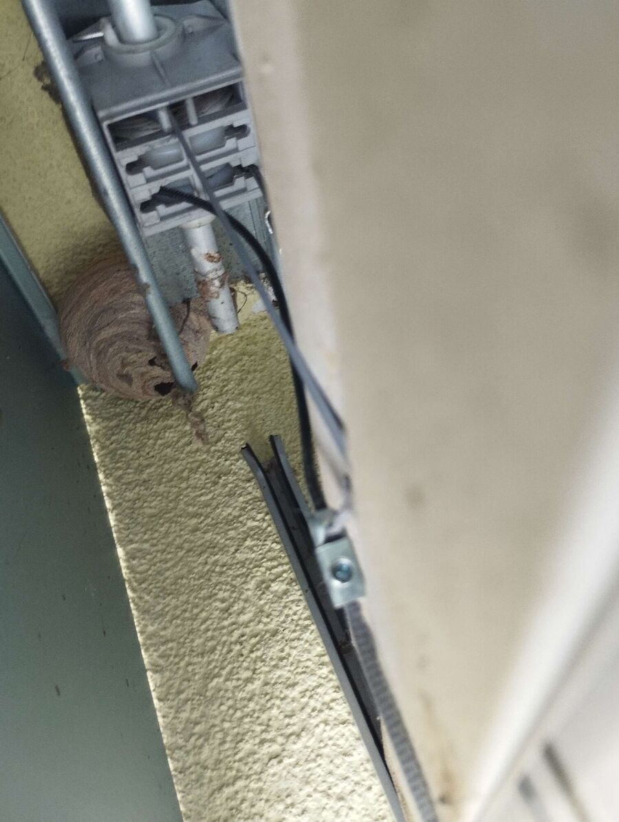 Bienen umsiedeln &  Bienennest entfernen 