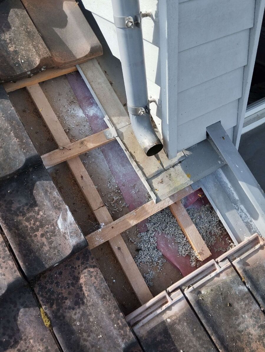  Bienennest entfernen