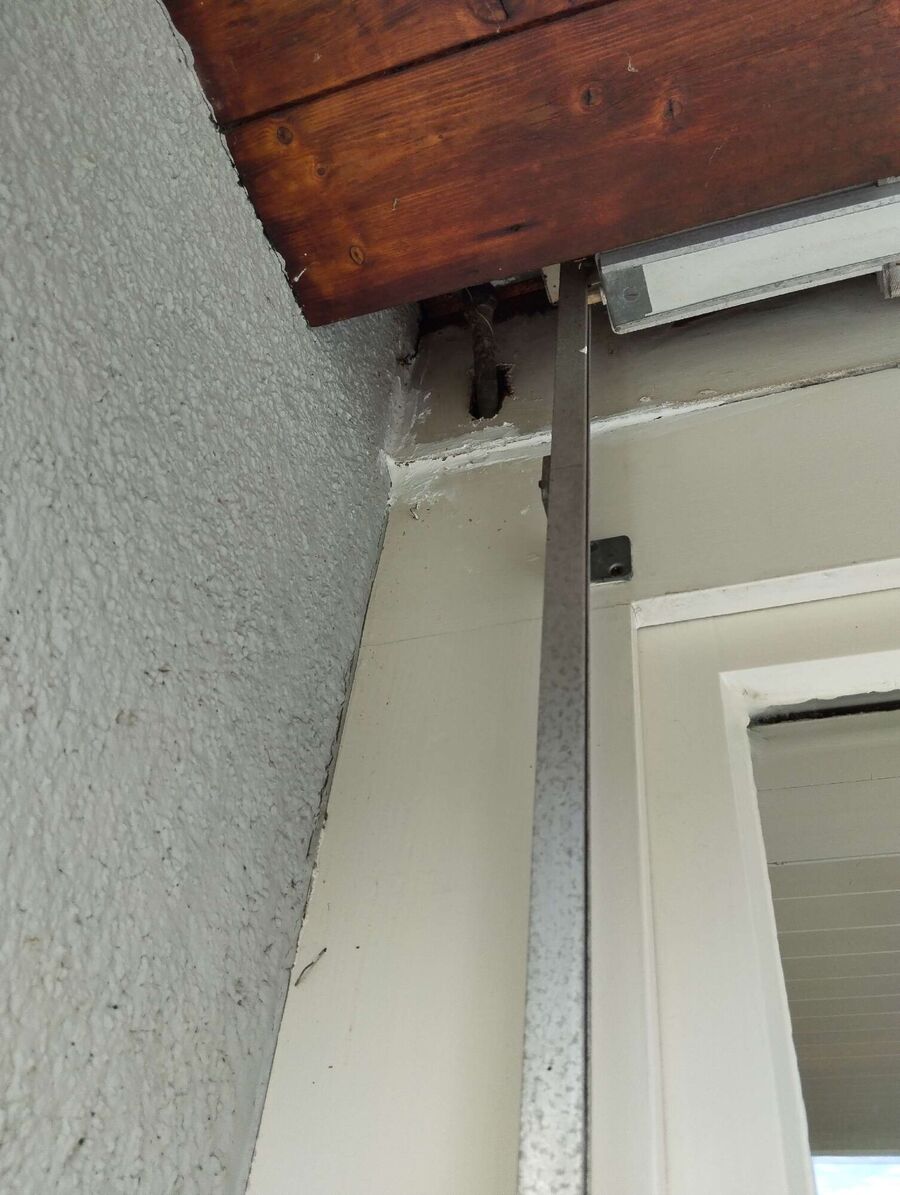 Bienen umsiedeln &  Bienennest entfernen 