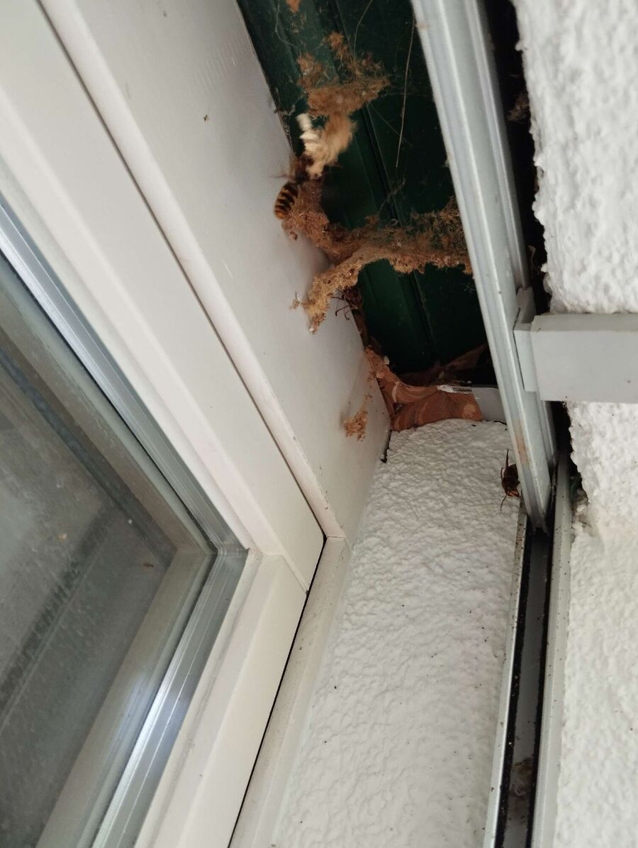  Bienennest entfernen.jpeg