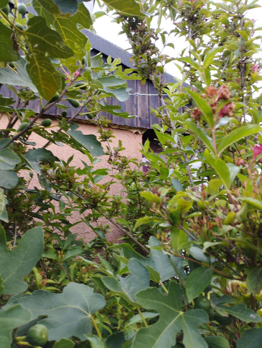 Bienen umsiedeln &  Bienennest entfernen 