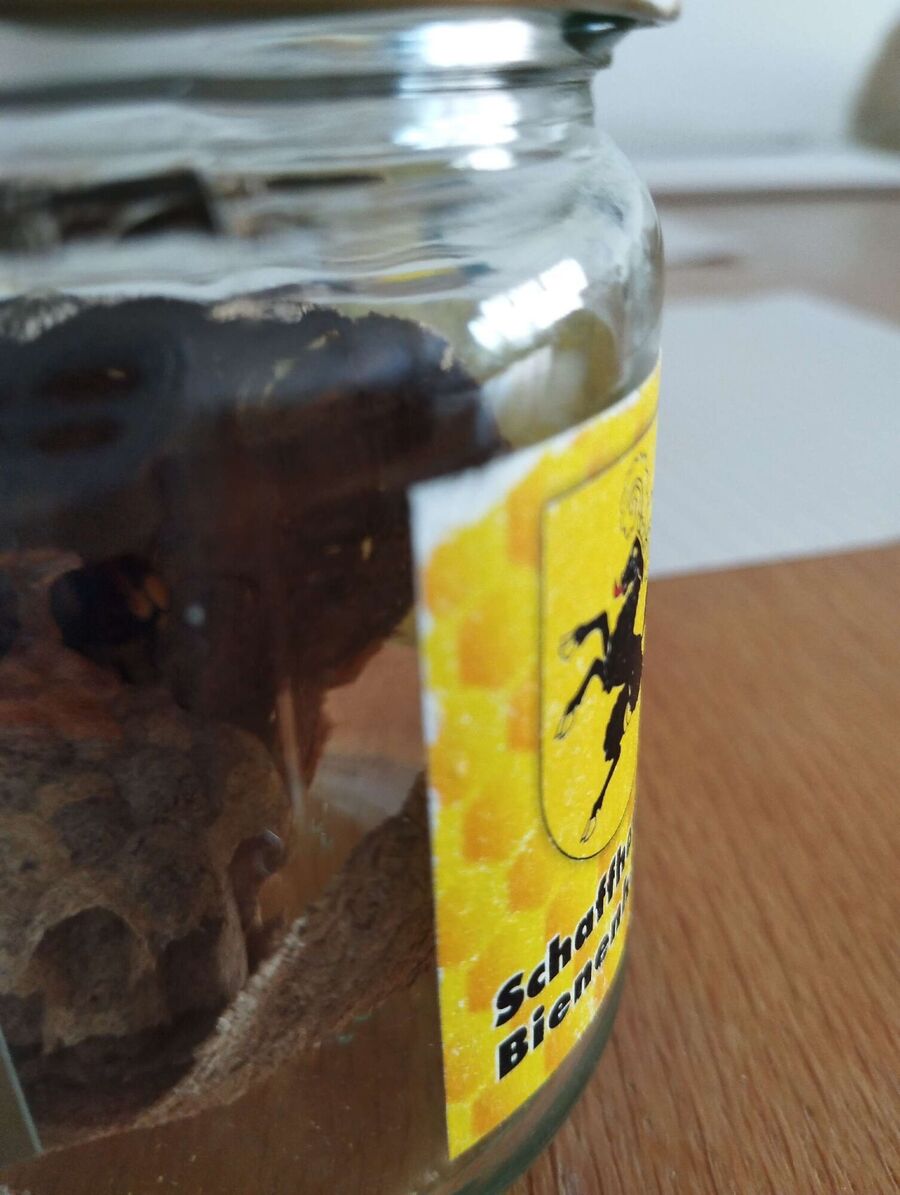  Bienennest entfernen