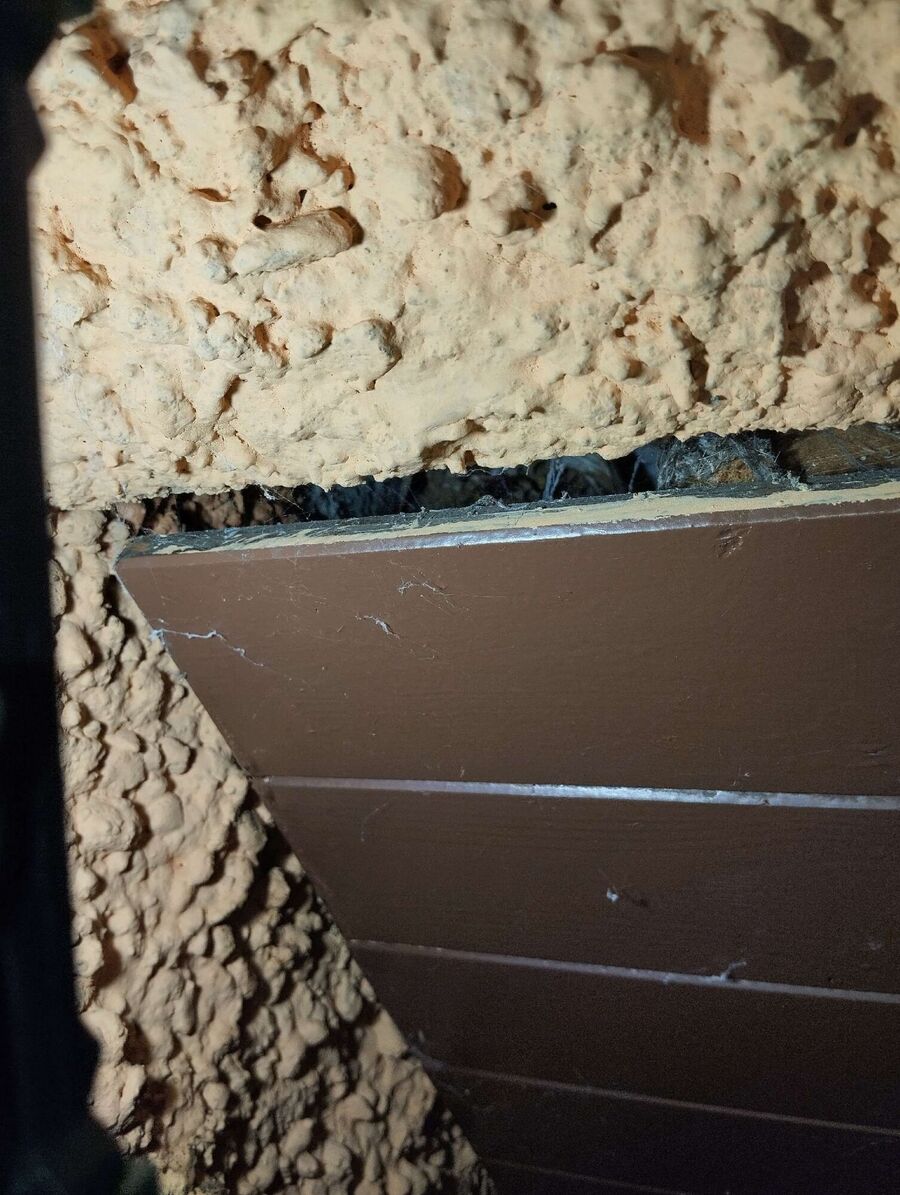 Bienen umsiedeln &  Bienennest entfernen 