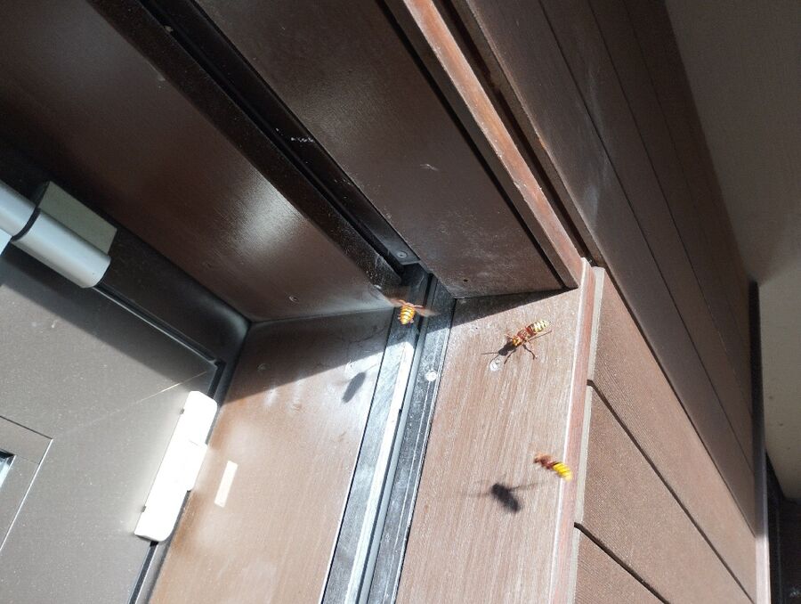  Bienennest entfernen