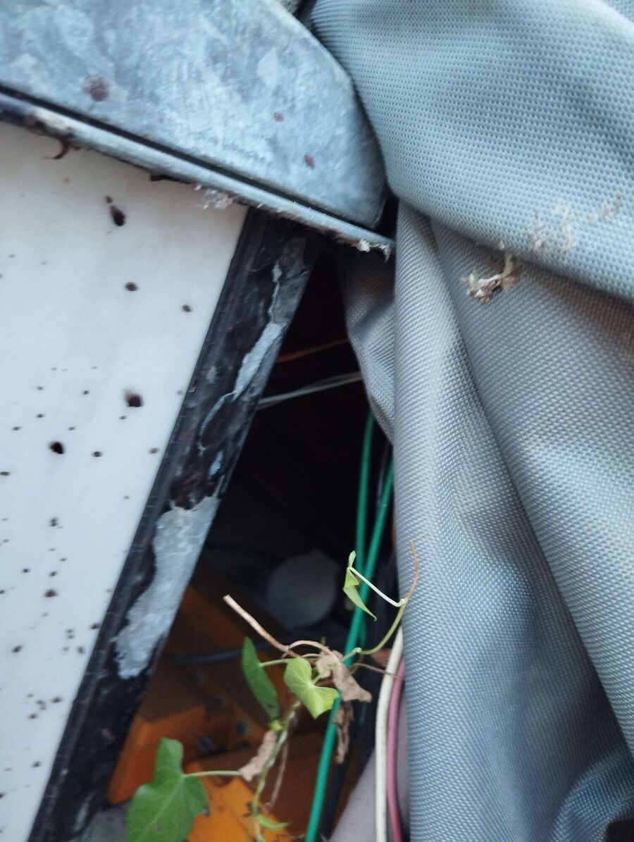  Bienennest entfernen.jpeg