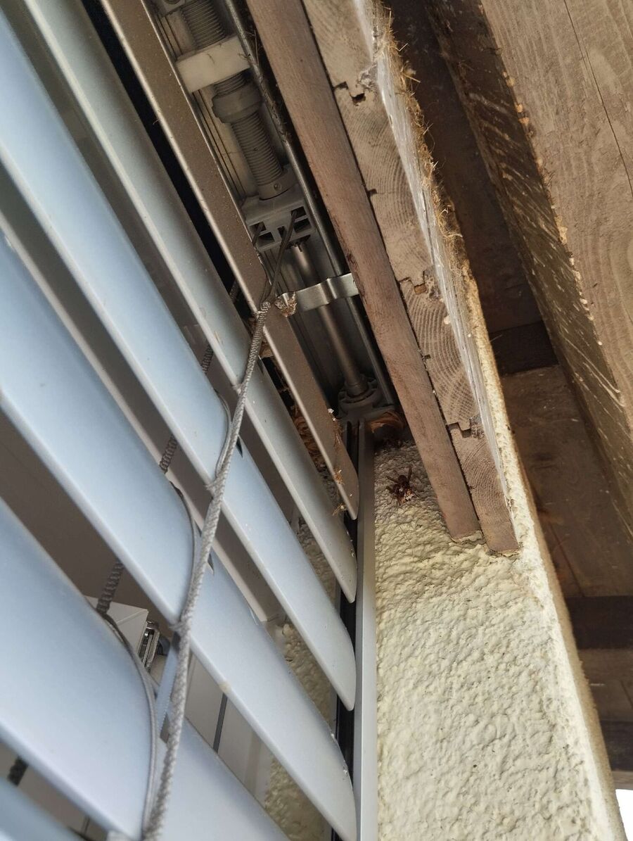  Bienennest entfernen.jpeg