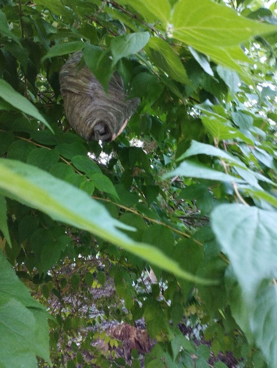 Bienen umsiedeln &  Bienennest entfernen 