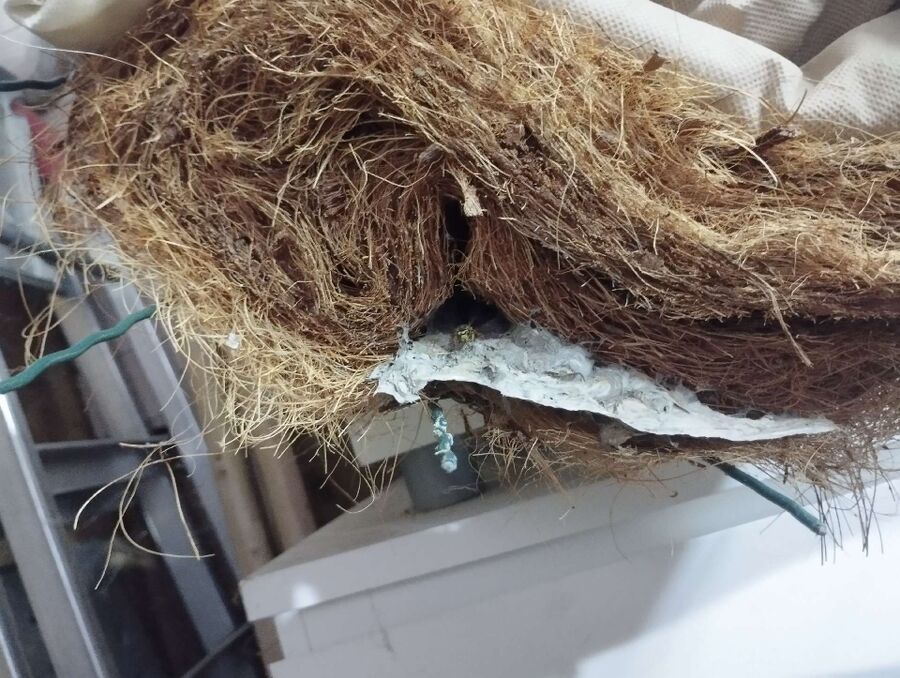  Bienennest entfernen