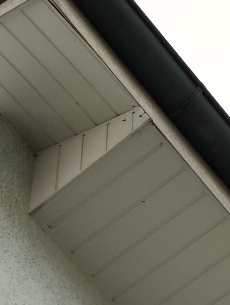  Bienennest entfernen.jpeg