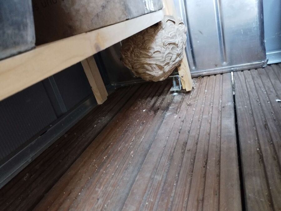  Bienennest entfernen