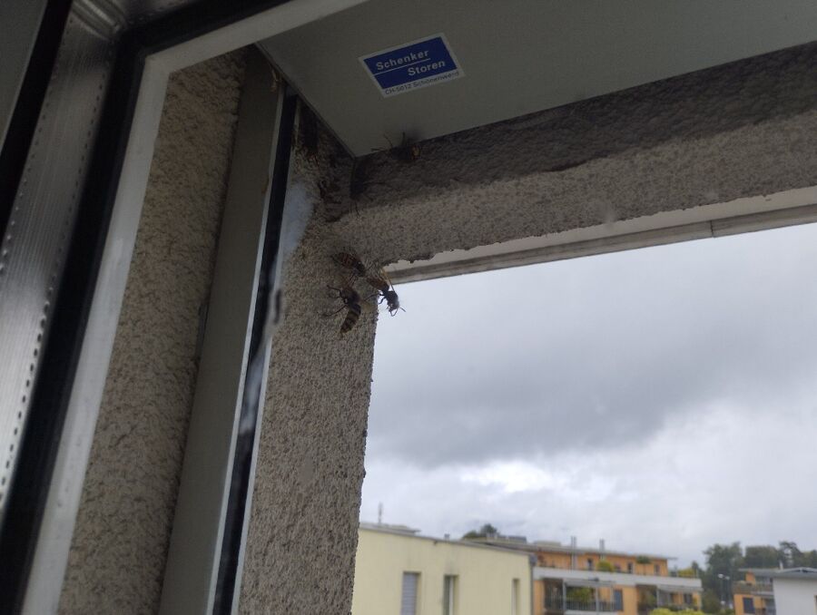 Bienen umsiedeln &  Bienennest entfernen 