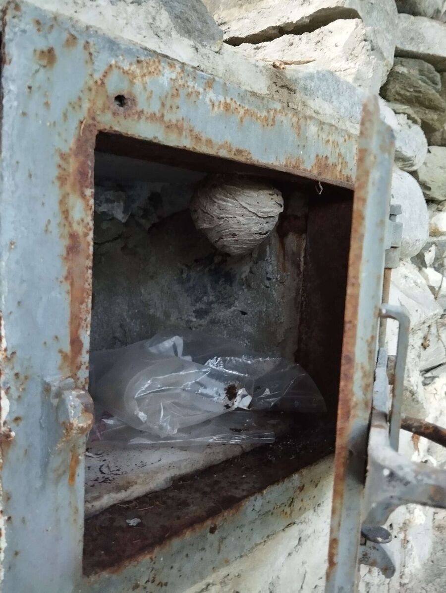  Bienennest entfernen