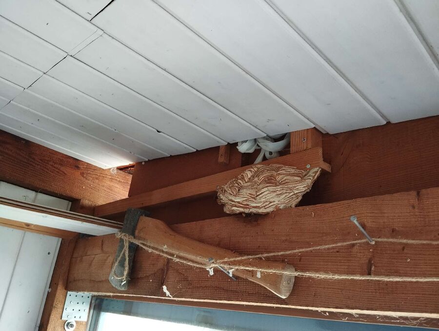 bienennest-am-haus-entfernen.jpg