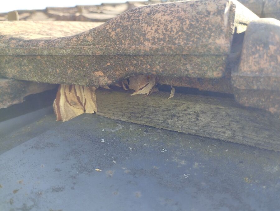  Bienennest entfernen