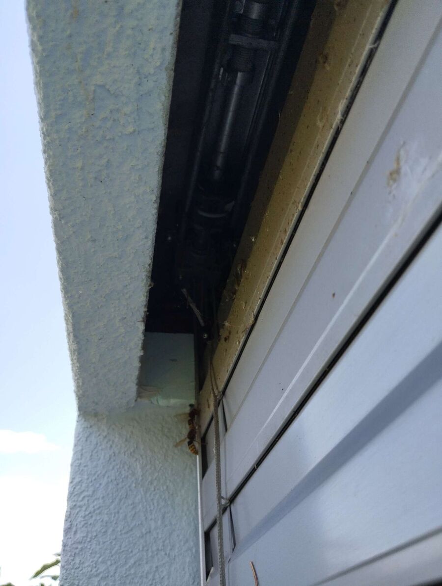  Bienennest entfernen