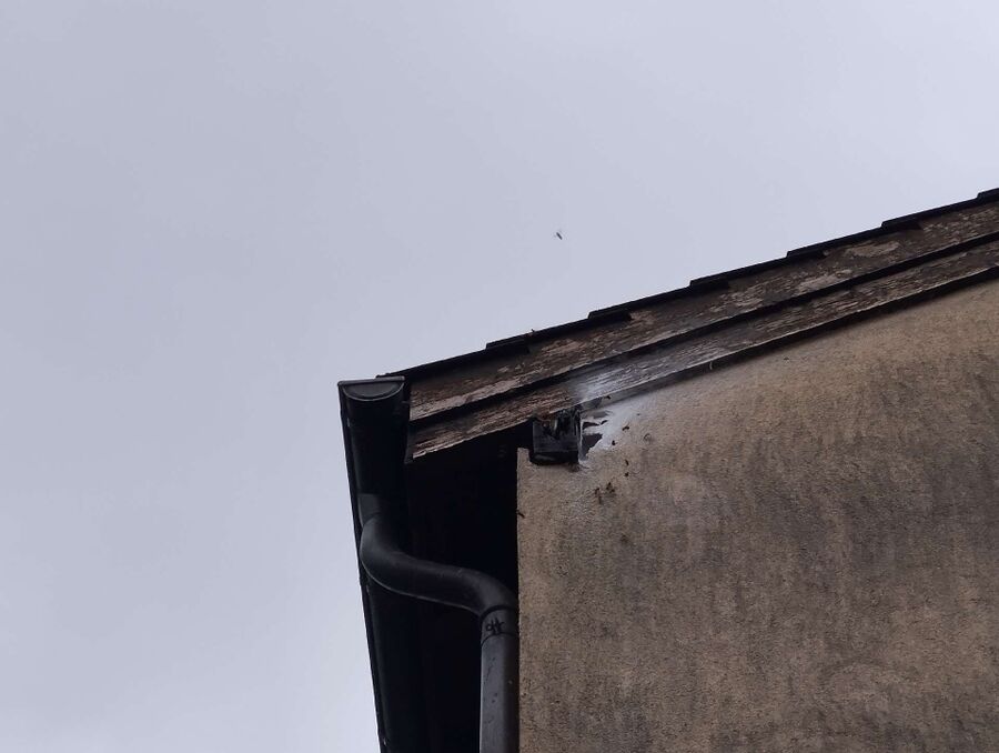 Bienen umsiedeln &  Bienennest entfernen 