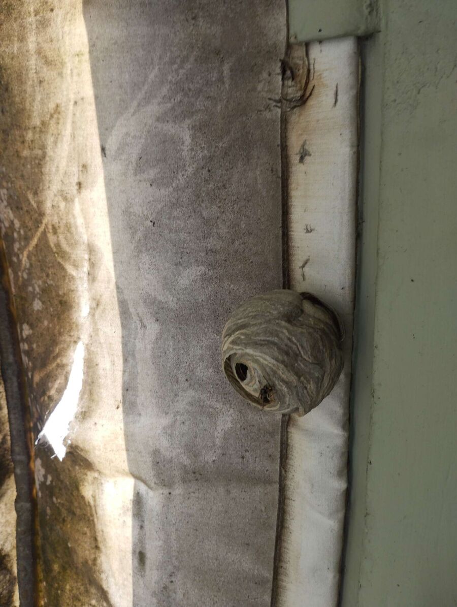  Bienennest entfernen.jpeg