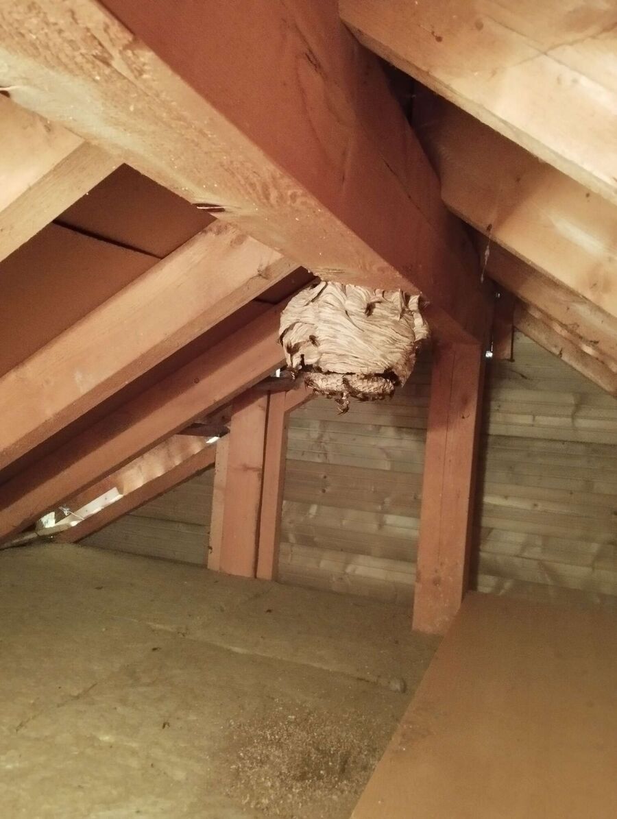  Bienennest entfernen