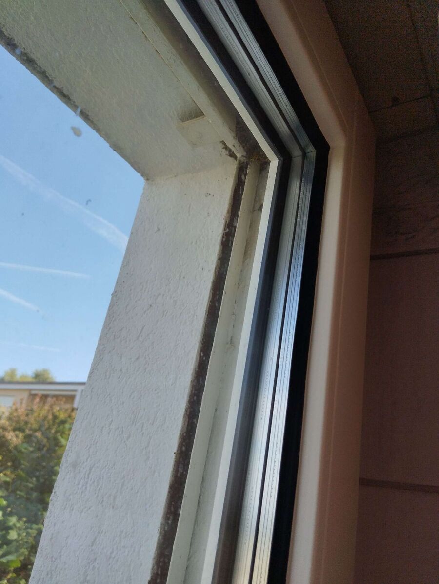 Bienen umsiedeln &  Bienennest entfernen 