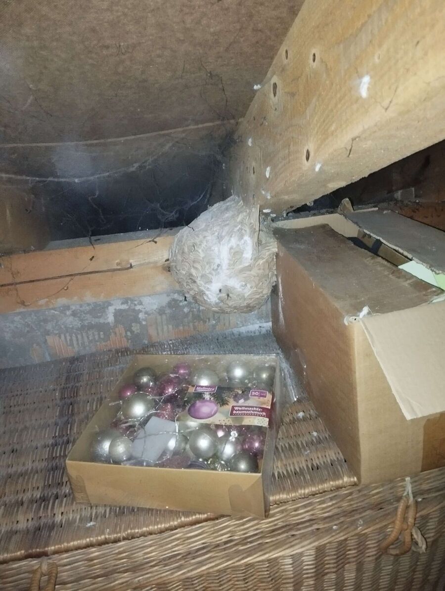  Bienennest entfernen.jpeg
