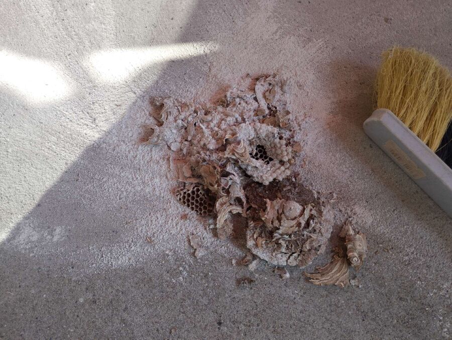  Bienennest entfernen