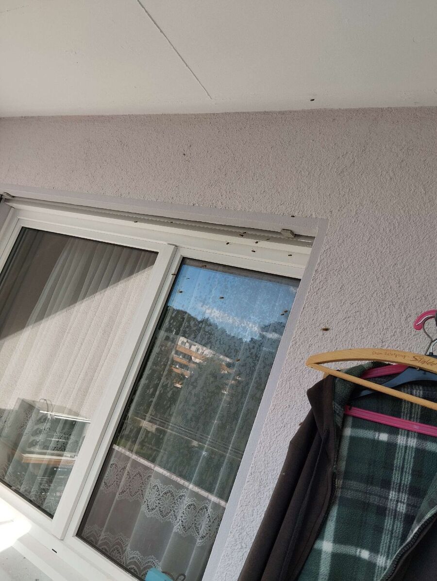  Bienennest entfernen