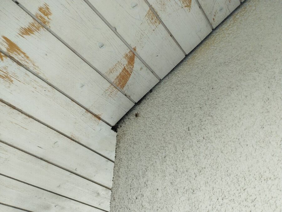  Bienennest entfernen.jpeg