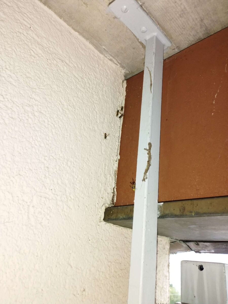  Bienennest entfernen