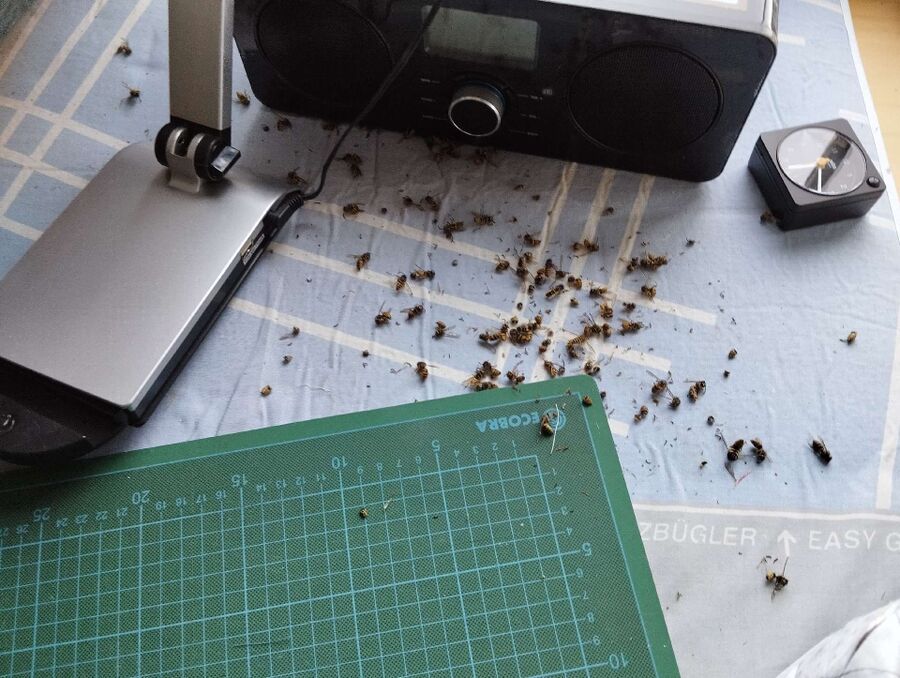  Bienennest entfernen.jpeg