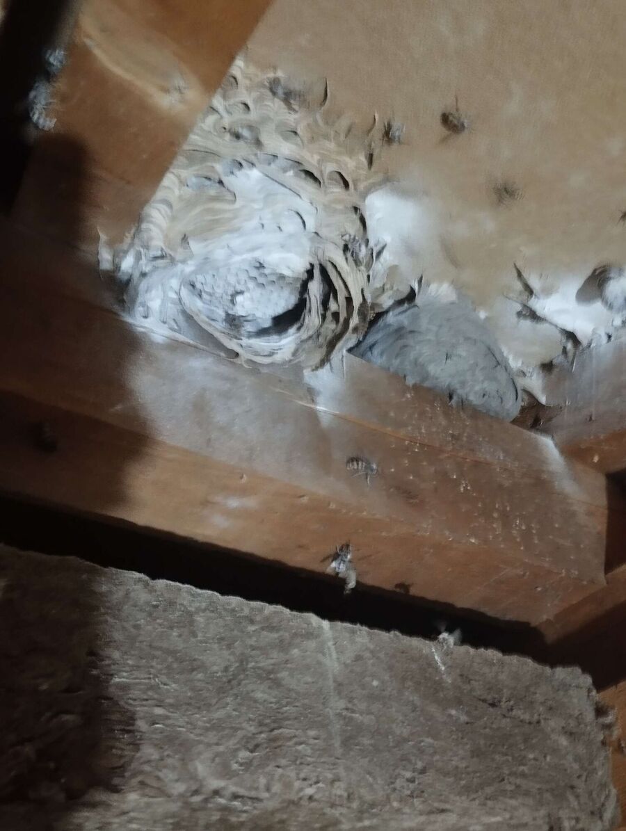  Bienennest entfernen.jpeg