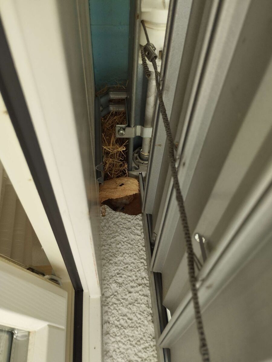 Bienen umsiedeln &  Bienennest entfernen 