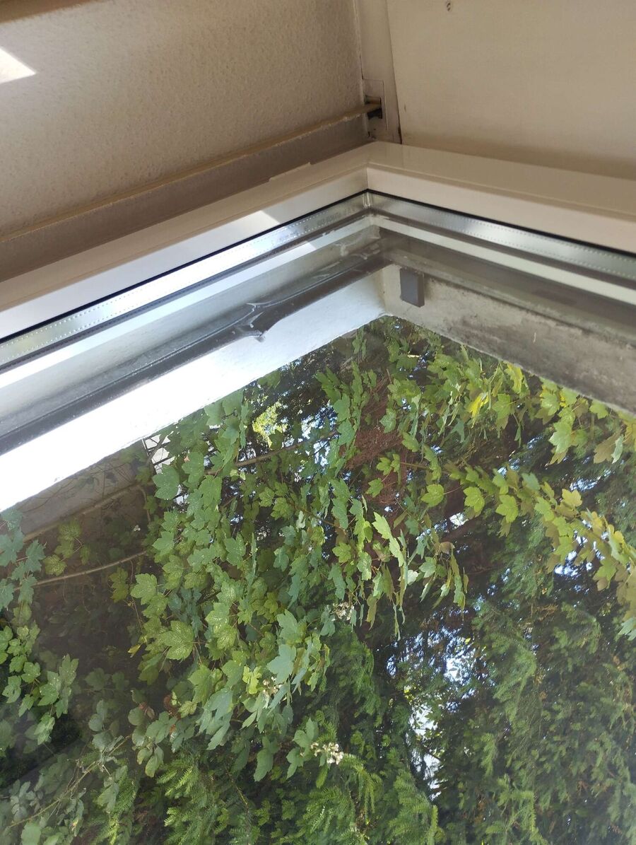  Bienennest entfernen.jpeg