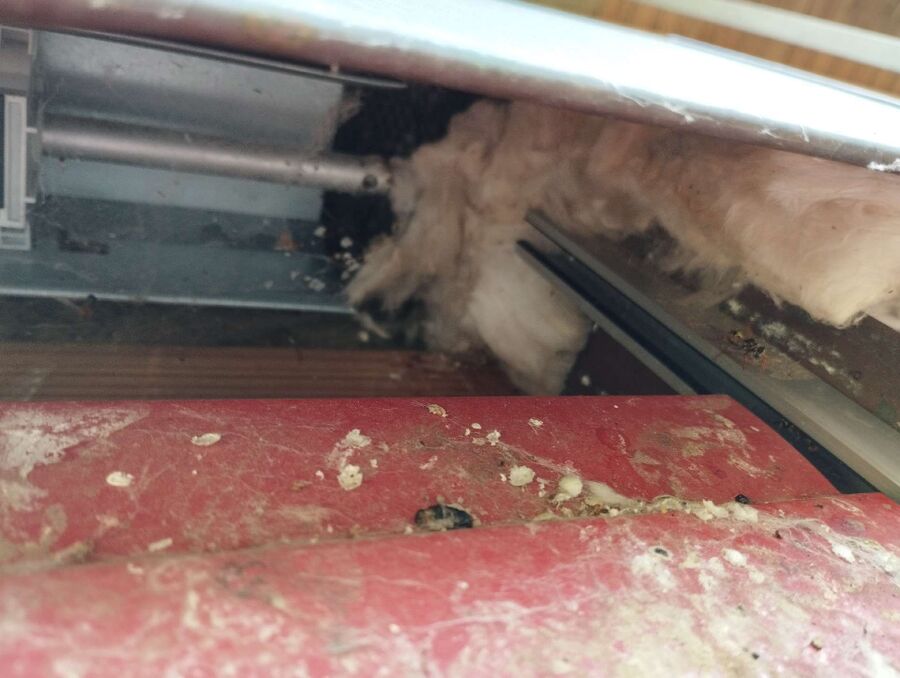  Bienennest entfernen